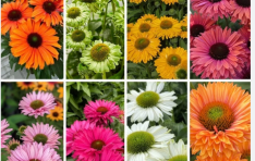 ���� ������ �Ǵ� �ô롦 ���� �󰡸� ���� ��Sunseeker ��Ű�׽þơ� ���� ���� ����